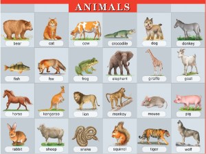 plakat_animals